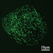 Fig.2: Alginate bead with liposomes containing fluorescent dye under confocal microscope. 
