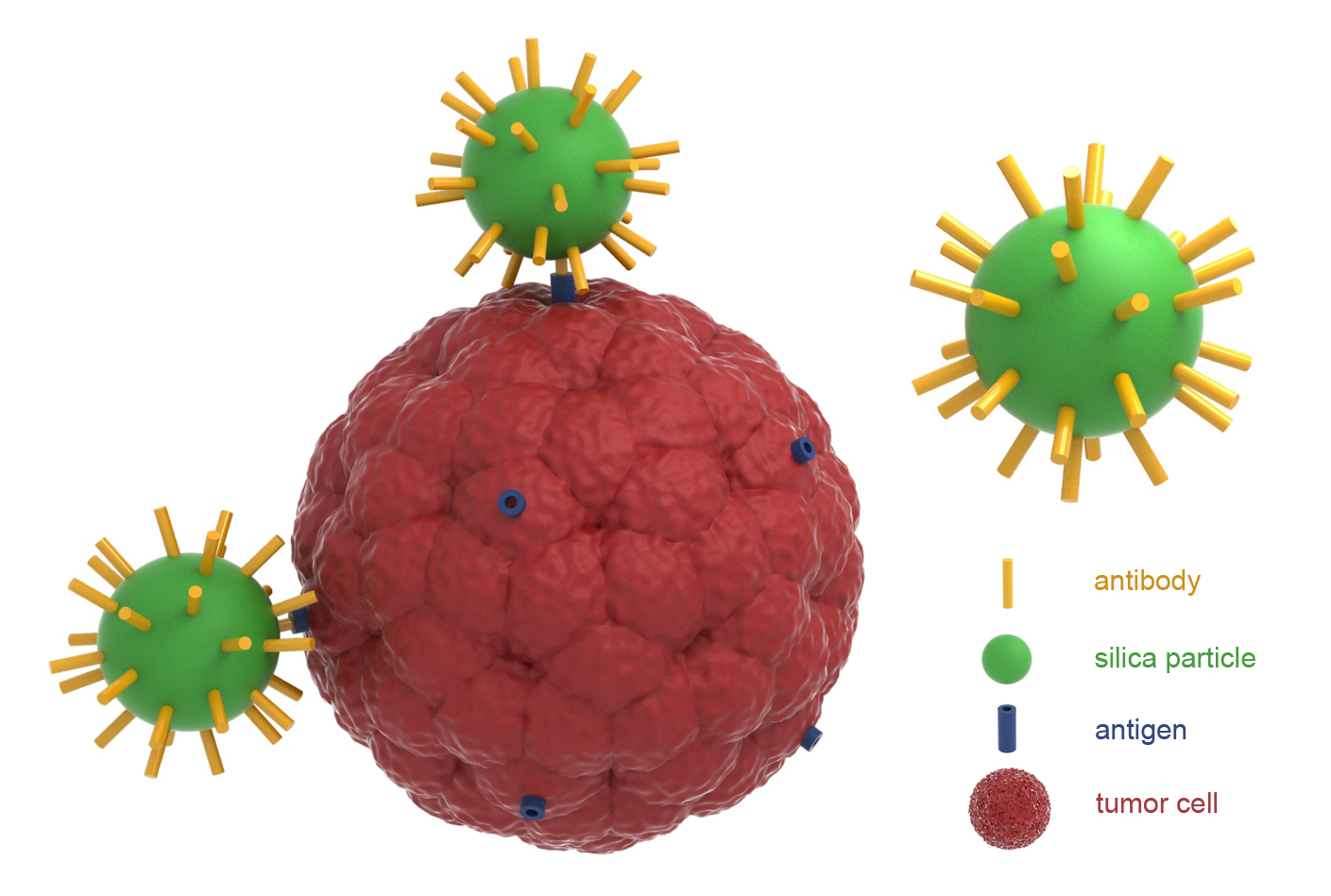 Schematic illustration of antibody modified SiO2 nanoparticles and their interactions with transmembrane antigen of tumor cell.