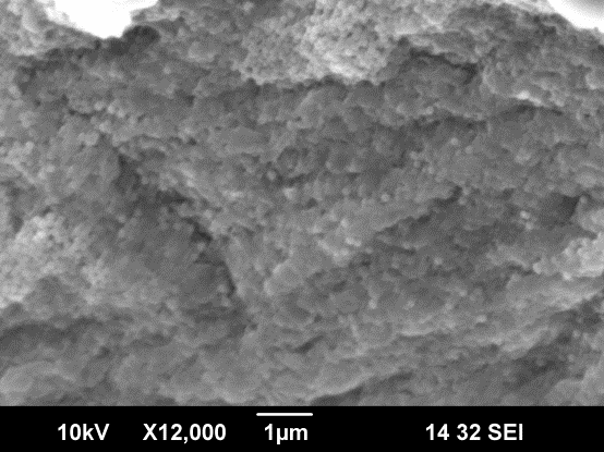 SEM image of silica nanoparticles deposition on alginate particle.