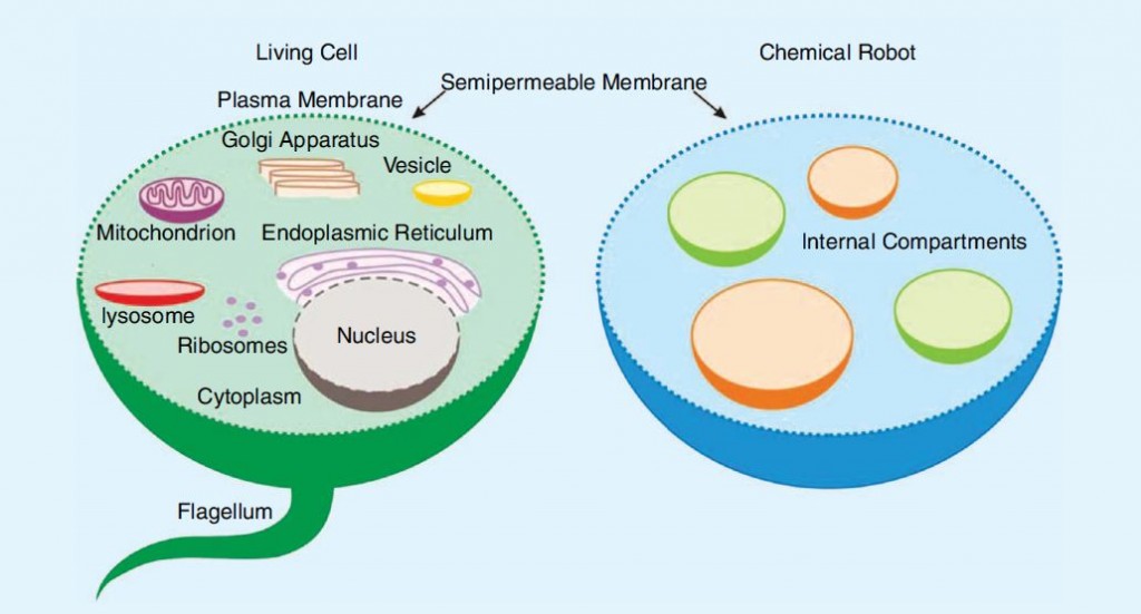 An analogy between a living cell and chemical robot, showing the internal reservoirs where molecular precursors are stored and only synthesis a drug on demand when and where it’s needed, enabling even unstable or potentially toxic active drugs to be delivered in a stable and safe form. 