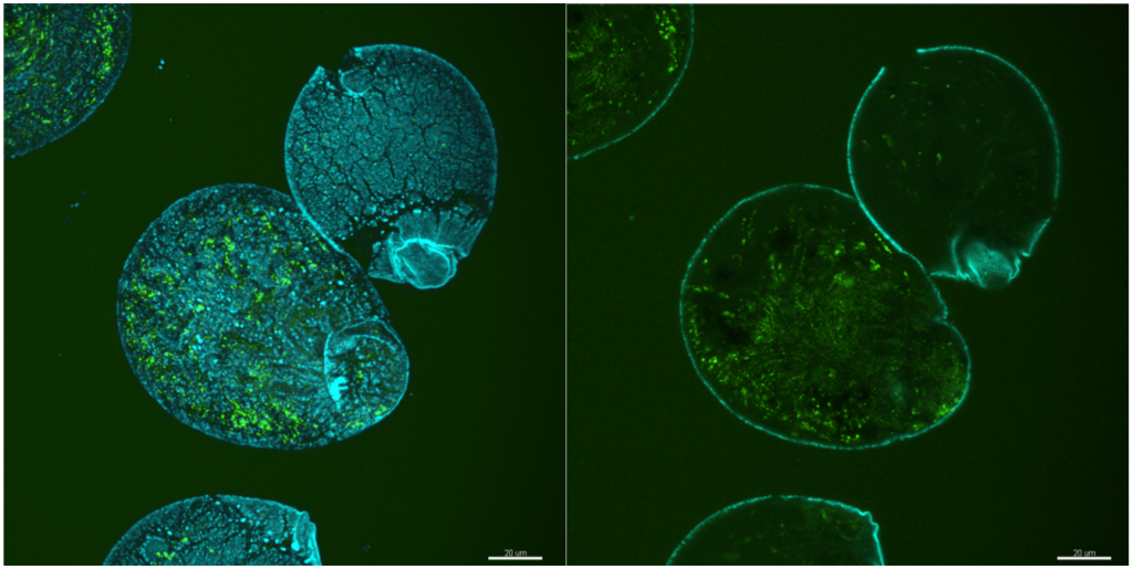 3D (left) and cross section (right) images of silica-coated microparticle with fluorescent silica nanoparticles (blue – fluorescent dye DEAC) and enclosed lipozomes (green – fluorescent dye FITC).