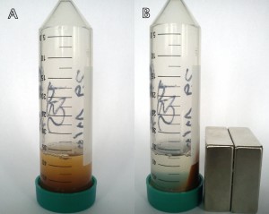 A- suspension of composite magnetic glucan microparticles, B- composite magnetic glucan microparticles assembled due to the presence of magnetic field