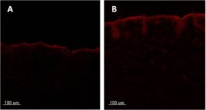 Cross-sectional fluorescent image of porcine skin treated with A) dye simply dissolved in oil and B) dye encapsulated to lipid nanoparticles. 